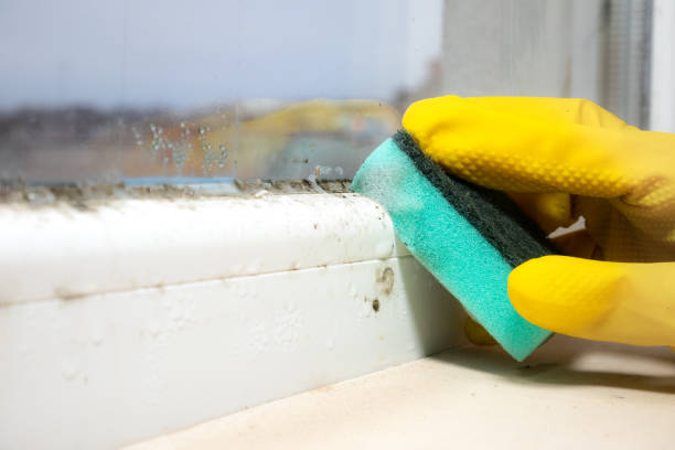 Best Mold Odor Removal Services  in Rancho Viejo, TX